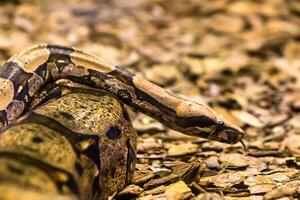 boa constritor serpente jibóia dentro fechar acima foto