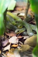 philodryas baroni, serpente. foto