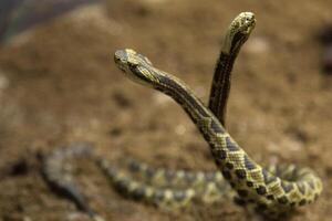 cascavel, crotalus atrox. ocidental diamante. perigoso serpente. foto