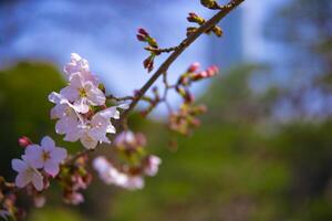 cereja Flor às koishikawa Kourakuen parque dentro Tóquio portátil fechar-se foto