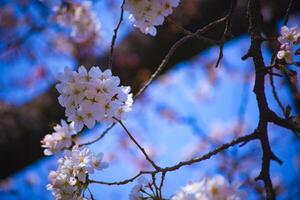 cereja Flor às koishikawa Kourakuen parque dentro Tóquio portátil fechar-se foto