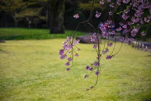 cereja Flor às koishikawa Kourakuen parque dentro Tóquio portátil fechar-se foto