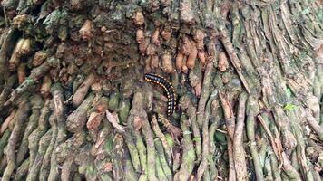 Preto lagarta caminhando em árvore tronco foto