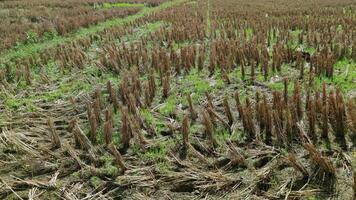 Visão do arroz Campos depois de arroz colheita foto