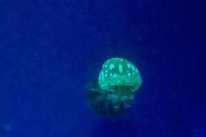 pequeno medusa fechar acima foto