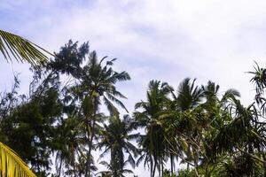 Palma árvores e tropical natureza Bentota de praia sri lanka. foto