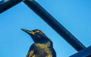 ótimo atado grackle pássaro em poder pólo cabo escada escadaria. foto