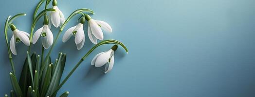 snowdrops florescendo em azul fundo foto