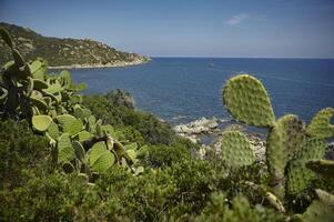 peras espinhosas na costa sul da Sardenha. foto