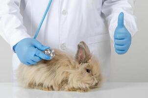 veterinário médico examinando Castanho Coelho para com estetoscópio em branco mesa foto