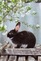 uma Preto decorativo Coelho senta perto uma florescendo cereja árvore. a símbolo do a ano 2023 de acordo com para a chinês Oriental calendário foto