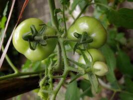 uma verde tomate plantar este cresce Próximo para meu da avó casa, ocupado Cuidado do de meu avó e avô foto