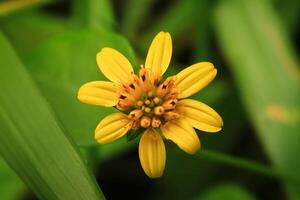 wedelia flor flor e crescer dentro natureza. wedelia tem botânica nome wedelia biflora a partir de asteraceae. wedelia é amarelo pequeno flor para tratar malária foto