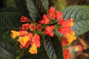 crisótemis flor e crescer dentro a jardim. crisótemis tem amarelo e laranja cor. crisótemis flor tem botânico nome crisótemis pulchella a partir de gesneriaceae foto