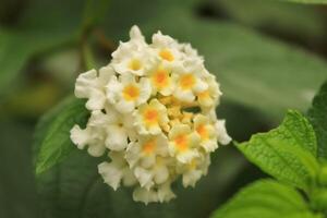 lantana flor ou arbusto verbena flor dentro a jardim. lantana flor ou arbusto verbena tem latim nomeado lantana camara. lantana flor a partir de verbenaceae família foto