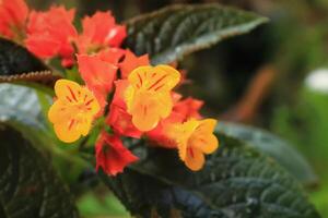 crisótemis flor e crescer dentro a jardim. crisótemis tem amarelo e laranja cor. crisótemis flor tem botânico nome crisótemis pulchella a partir de gesneriaceae foto