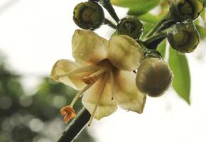 fagréia flor com branco pétala crescer e flor dentro a jardim. fagréia flor tem branco cor. fagréia flor a partir de Gentianaceae foto