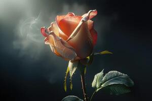 Rosa rosa flor fechar-se. verão flor isolado em Preto fundo foto