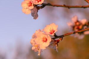 extremo fechar-se do Rosa amêndoa flores contra azul céu - seletivo foco 6 foto