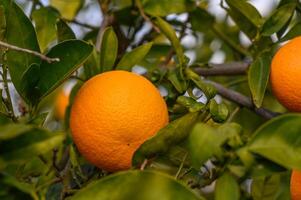 fechar-se do maduro laranjas suspensão em uma árvore dentro a laranja plantação jardim7 foto