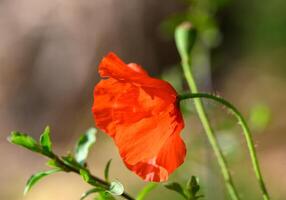 fechar-se do uma vermelho papoula flor durante a dia 1 foto