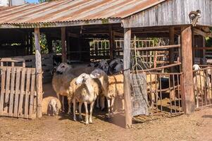 rebanho do ovelha anda em livremente em uma Fazenda em uma ensolarado dia, eco Fazenda conceito2 foto