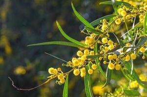 amarelo mimosa flores fechar acima. primavera, mulheres dia, Páscoa cumprimento cartão. natureza fundo 3 foto