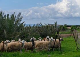 rebanho do ovelha dentro uma Vila dentro inverno dentro Chipre 1 foto