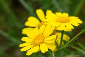 fechar-se do dois amarelo margaridas contra uma vibrante verde pano de fundo foto