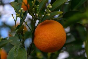 laranjas ramo com verde folhas em árvore 2 foto