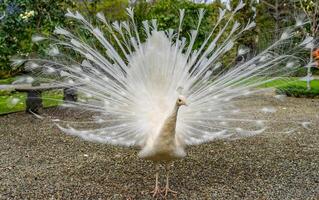 fechar-se do raro branco pavão mostrando em forma de roda rabo foto