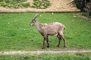 alpino animal parque ou jardim zoológico dentro Bregenz. parque alpenwild pfander. foto