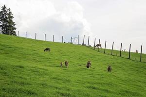 alpino animal parque ou jardim zoológico dentro Bregenz. parque alpenwild pfander. foto