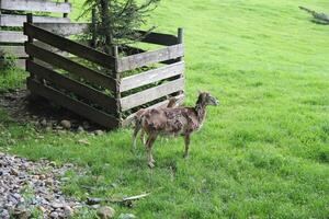 alpino animal parque ou jardim zoológico dentro Bregenz. parque alpenwild pfander. foto