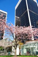 vários reconhecível lugares e atrações do Vancouver dentro Canadá cidade Centro Boa clima limpar \ limpo centro da cidade azul céu enorme edifícios arranha-céus muitos videos e fotos do isto tema britânico Colômbia