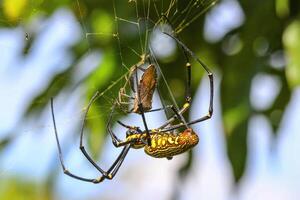 dourado seda orb-weaver com presa foto