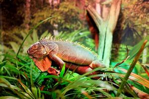 gênero do ampla árvore lagartos do a iguana família Vancouver aquário, aC, Canadá foto