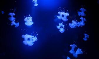 cyanea capillata leão juba medusa é confinado para frio, boreal águas do a ártico, norte atlântico, e norte pacífico oceanos foto