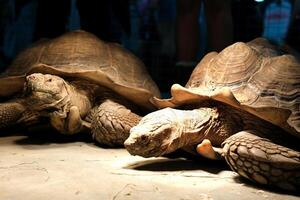 uma esporão tartaruga latim centrochelys sulcata com uma lindo Concha padronizar em pé em verde Relva em uma Claro ensolarado dia. animais mamíferos répteis zoológicos. foto