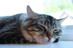 não perturbar uma sonhando acordado gato foto
