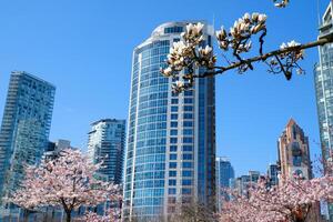 cereja flores dentro cheio flor dentro a cidade florescendo sakura cereja Flor ramo com arranha-céu construção dentro fundo dentro primavera, Vancouver, aC, Canadá. david eu sou parque foto