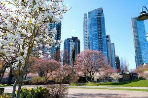 cereja flores dentro cheio flor dentro a cidade florescendo sakura cereja Flor ramo com arranha-céu construção dentro fundo dentro primavera, Vancouver, aC, Canadá. david eu sou parque foto