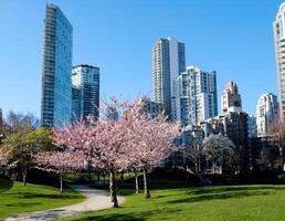 cereja flores dentro cheio flor dentro a cidade florescendo sakura cereja Flor ramo com arranha-céu construção dentro fundo dentro primavera, Vancouver, aC, Canadá. david eu sou parque foto