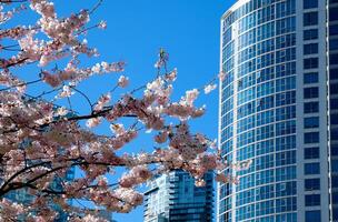 cereja flores dentro cheio flor dentro a cidade florescendo sakura cereja Flor ramo com arranha-céu construção dentro fundo dentro primavera, Vancouver, aC, Canadá. david eu sou parque foto