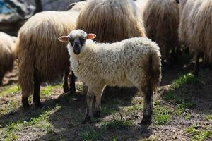 uma ovelha é em pé dentro uma campo com de outros ovelha foto