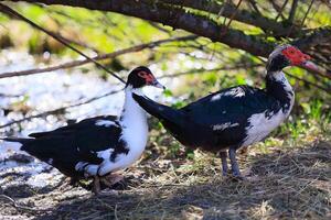 dois patos estão caminhando em a Relva perto uma corpo do água foto