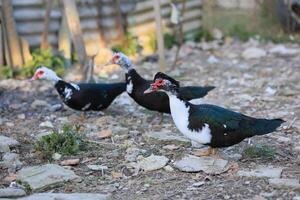 três patos estão em pé em uma rochoso terra foto