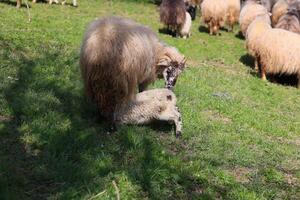 uma mãe ovelha é enfermagem dela bebê foto