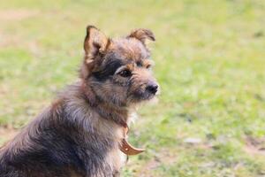 uma cachorro com uma Castanho e Preto casaco é sentado em a Relva foto