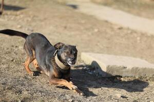 uma cachorro é corrida em a terra com uma trela foto